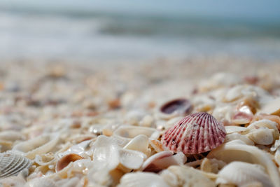 Close-up of seashells on beach