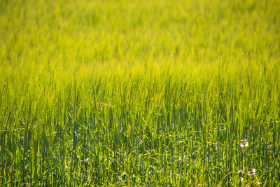 Full frame shot of corn field