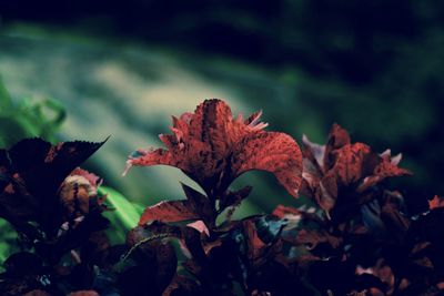 Close-up of wilted plant during autumn