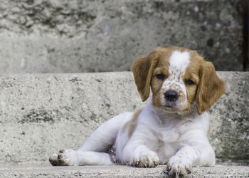 Portrait of puppy sitting outdoors