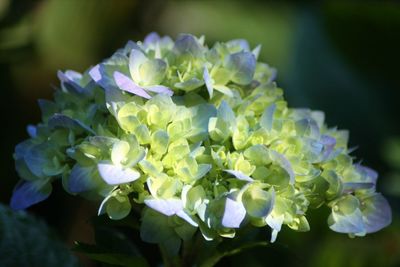 Close-up of flowers