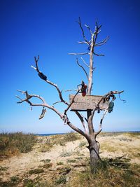 Bare tree on field against clear blue sky