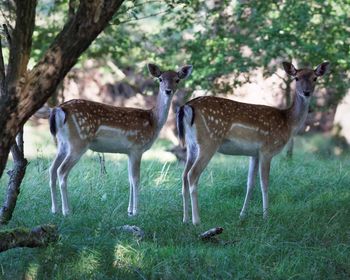 Portrait of spotted deer on grassy field