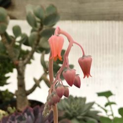 Close-up of red flowering plant