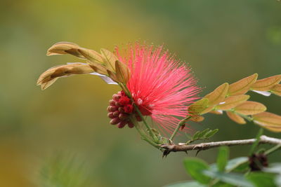 Close-up of red flower blooming outdoors