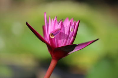 Close-up of pink lotus water lily