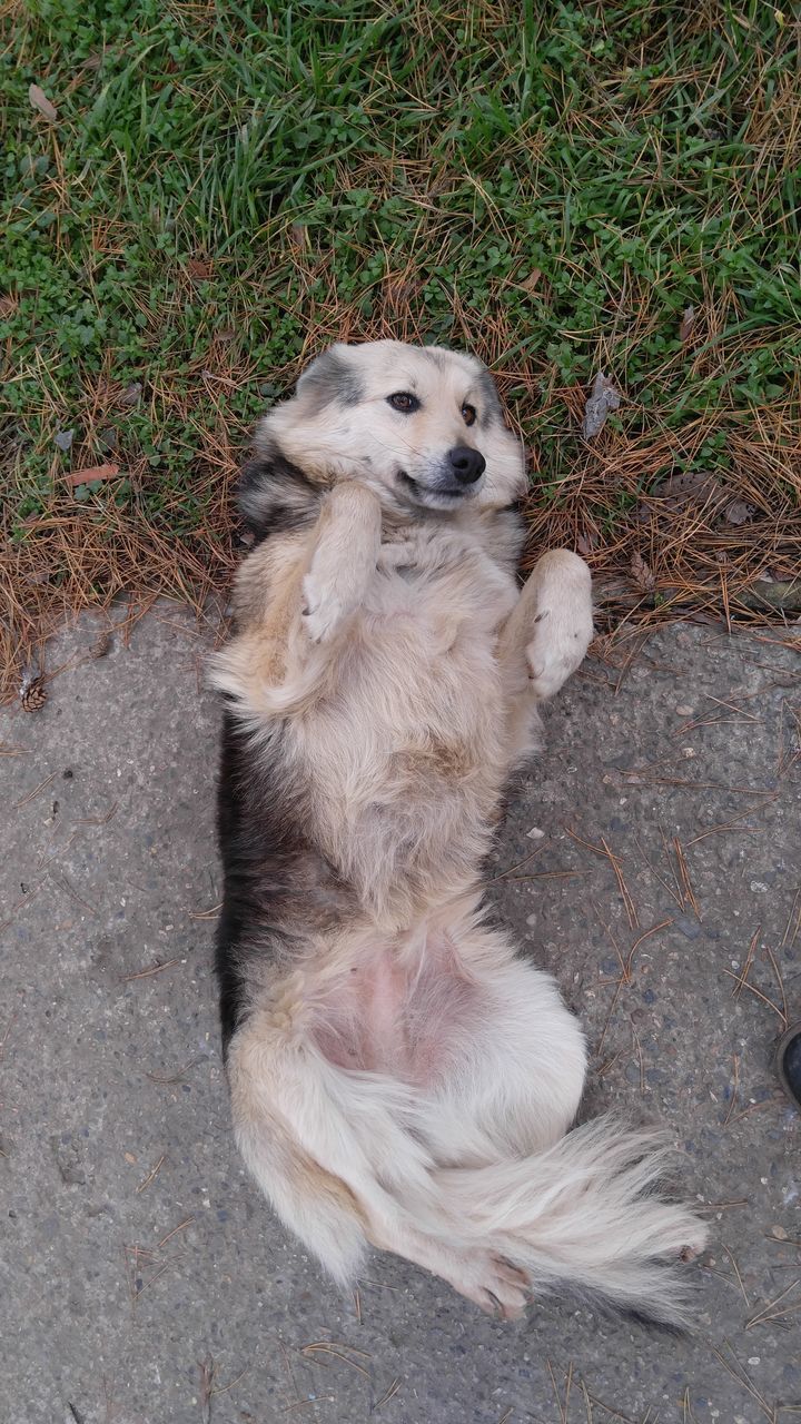 HIGH ANGLE VIEW OF DOG RESTING ON GRASS