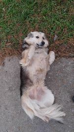 High angle view of dog resting on field