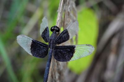 Close-up of butterfly on leaf