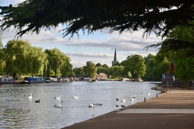 Swans on river by trees against sky