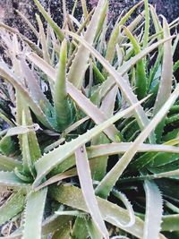 Full frame shot of succulent plants