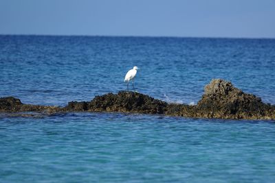 Bird flying over sea against clear sky