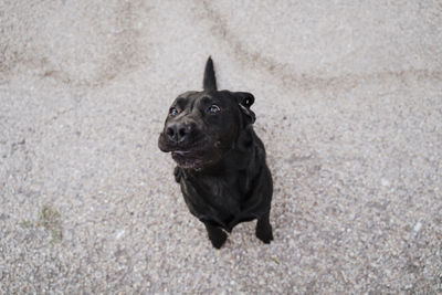 High angle view of black dog looking up