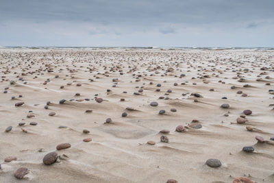 Slowinski national park. baltic sea. poland