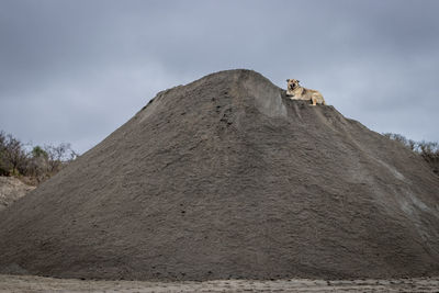 Low angle view of doc on sand mountain against sky