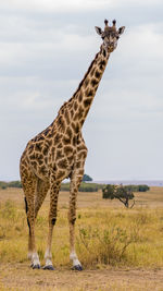 Giraffe standing on field against sky
