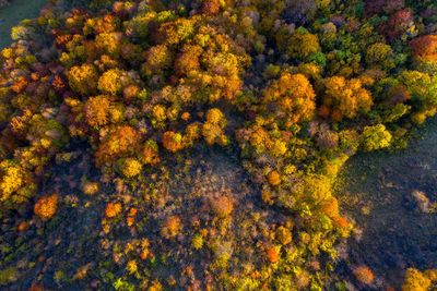 Aerial view of trees and plants on landscape during autumn