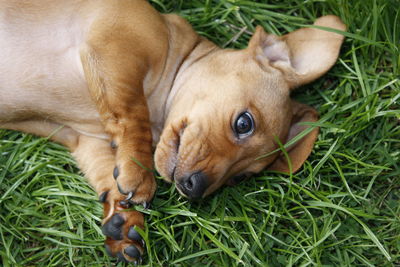 Close-up of a dog lying on grass