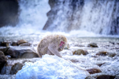 Monkey on rock in snow