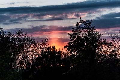 Silhouette trees against sky during sunset