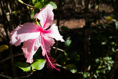 Close-up of pink flower