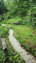 Footpath amidst trees in forest
