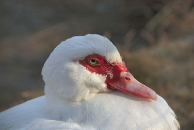 Close-up of white duck