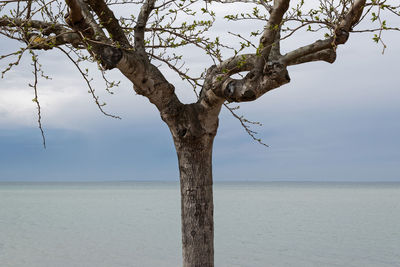 Tree by sea against sky