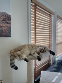 Close-up of cat sitting on floor at home