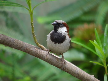 Close-up of bird perching on branch