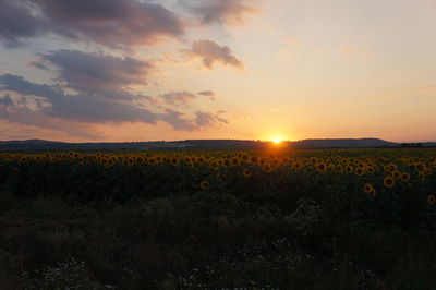 Scenic view of field at sunset