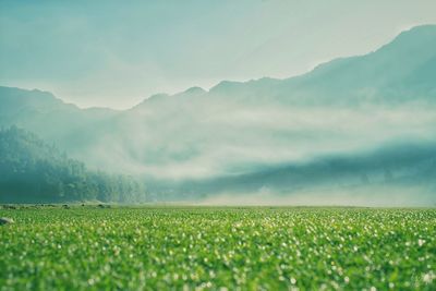 Scenic view of agricultural field against sky