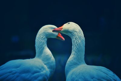 Close-up of duck