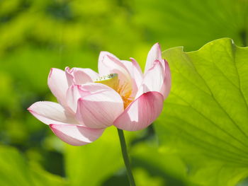 Close-up of pink flowering plant