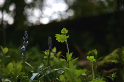 Close-up of flowering plant on field