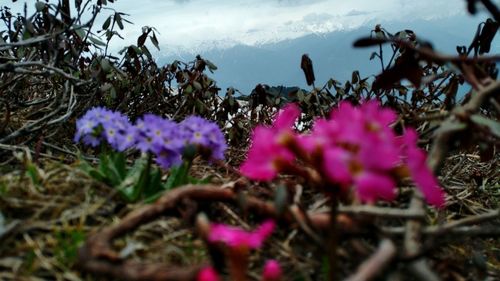 Close-up of plants growing on field against sky