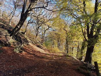 Trees in forest during autumn