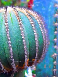 Close-up of cactus plant