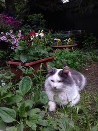 Portrait of cat sitting outdoors