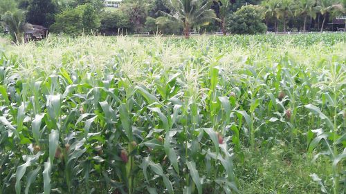 Plants growing on field