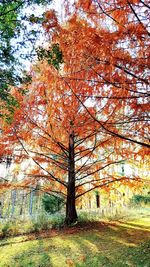Sun shining through trees