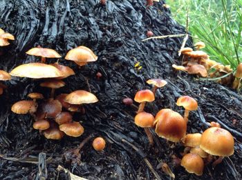 High angle view of mushrooms growing on tree