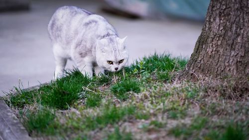 Close-up of cat on grass