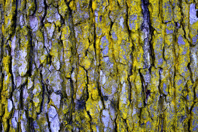 Full frame shot of trees