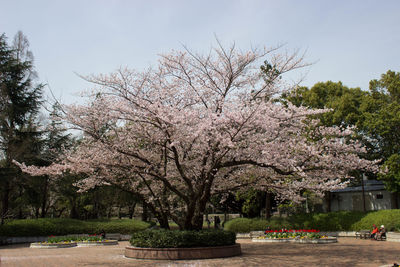 Trees in park