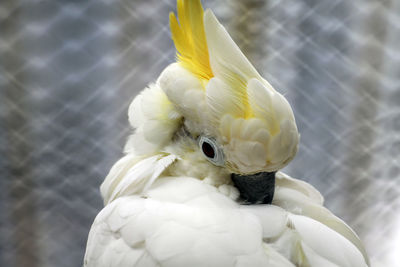 Close-up of bird perching outdoors