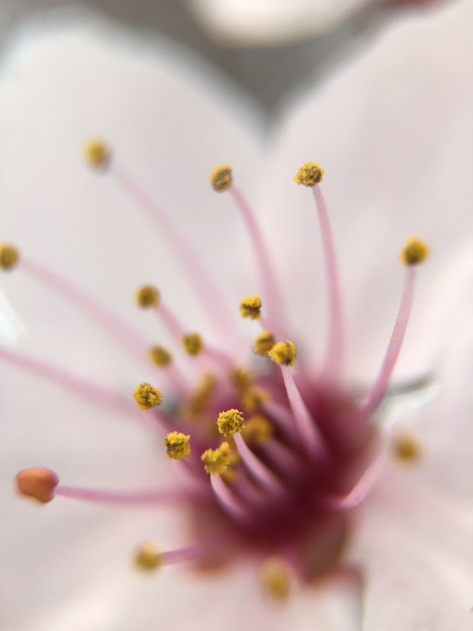 CLOSE-UP OF YELLOW FLOWERS