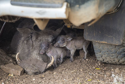 Warthogs lying under car on field