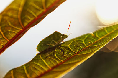 Close-up of insect on leaves