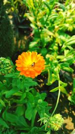 Close-up of yellow flowering plant